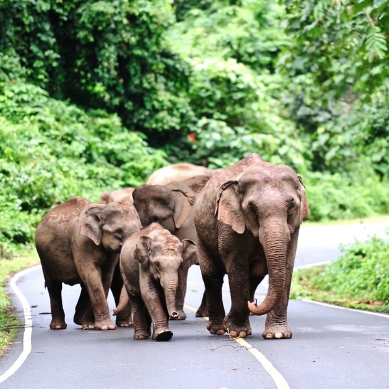 Khao Yai National Park Thailande