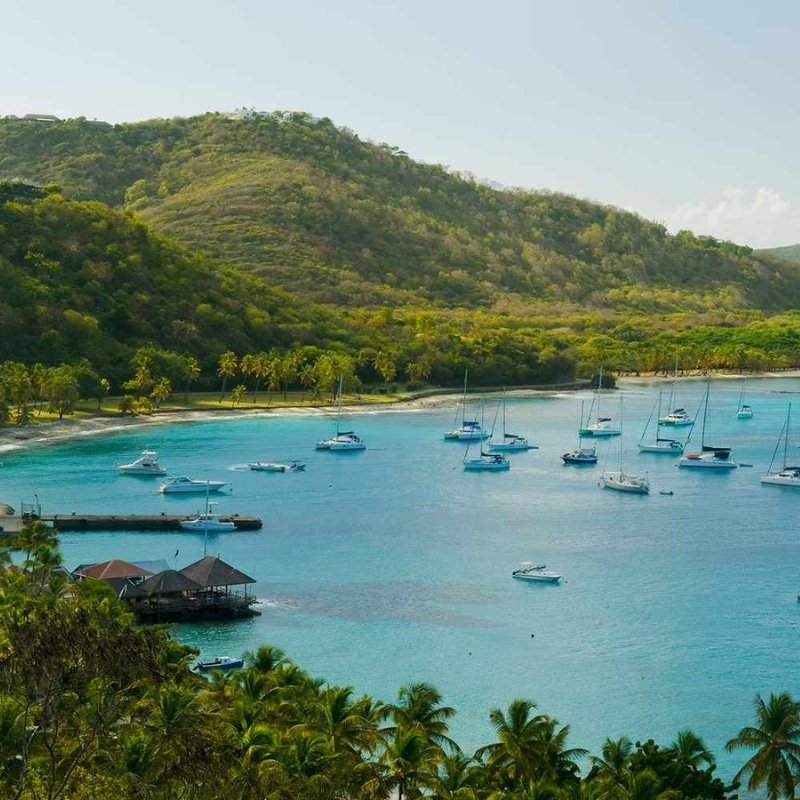 Moustique, les Caraïbes