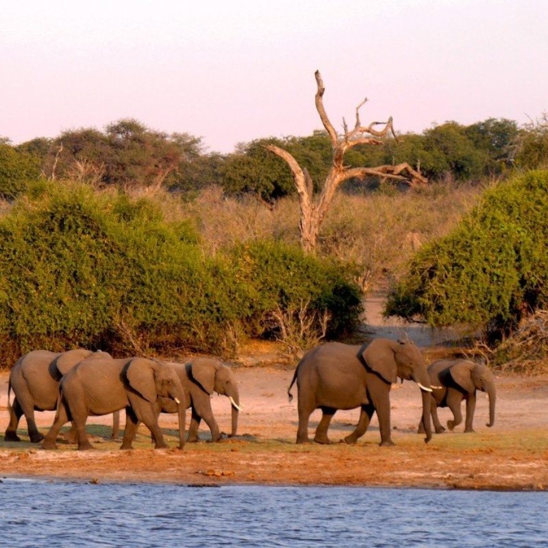 À visiter en Afrique, le Botswana