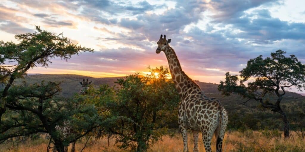 Les meilleurs pays à visiter en Afrique.